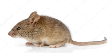 Вид збоку будинку миші (Mus musculus Тчучи хвіст) 24438157